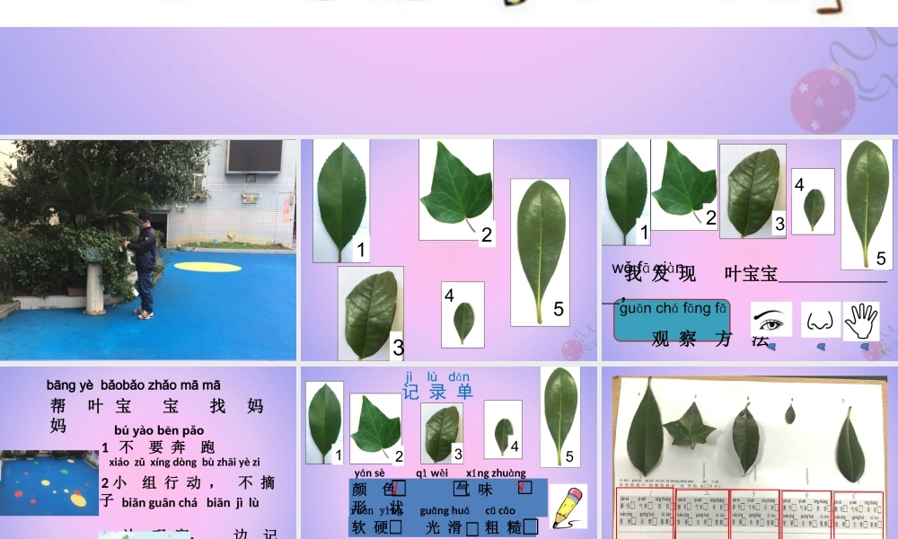 一年级科学上册 植物 1.4 这是谁的叶课件 教科版-教科版小学一年级上册自然科学课件