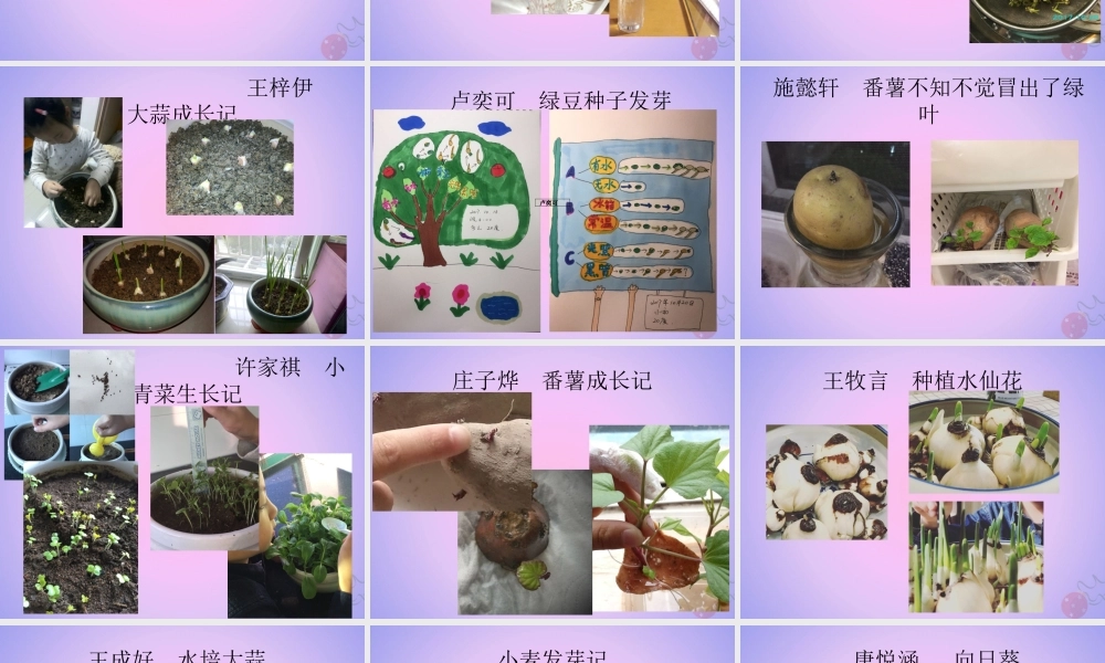 一年级科学上册 植物 1.5 植物是活的吗课件 教科版-教科版小学一年级上册自然科学课件