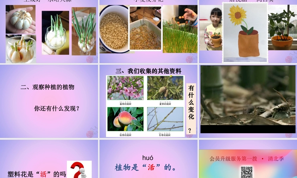 一年级科学上册 植物 1.5 植物是活的吗课件 教科版-教科版小学一年级上册自然科学课件