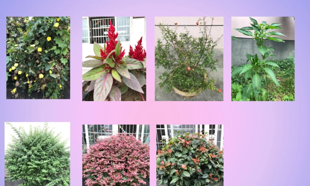 一年级科学上册 植物 1.6 校园里的植物课件 教科版-教科版小学一年级上册自然科学课件