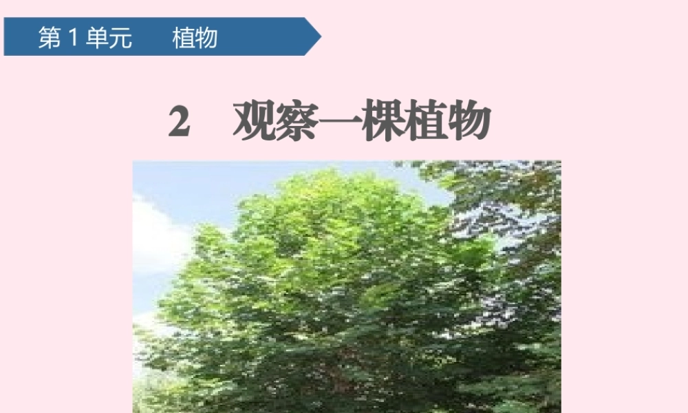 一年级科学上册 植物 2观察一棵植物课件 教科版-教科版小学一年级上册自然科学课件