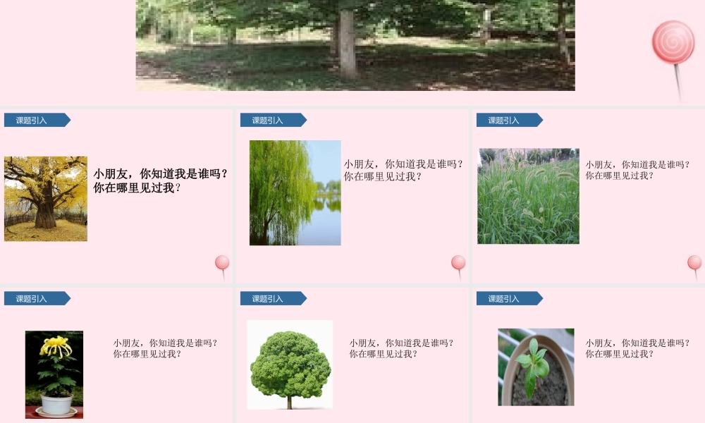 一年级科学上册 植物 2观察一棵植物课件 教科版-教科版小学一年级上册自然科学课件
