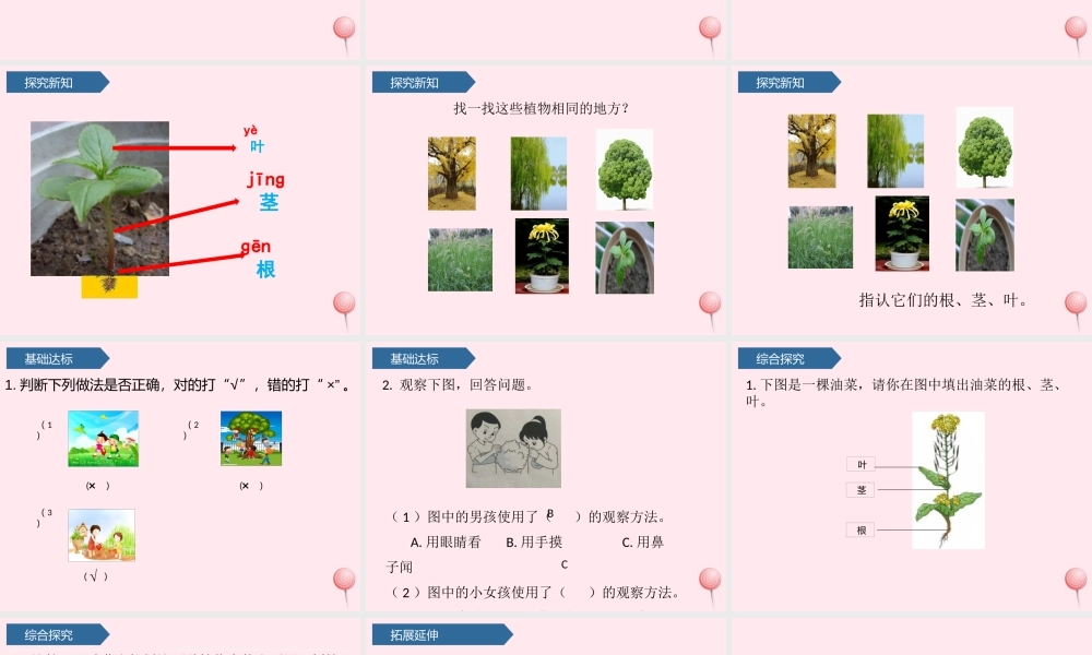 一年级科学上册 植物 2观察一棵植物课件 教科版-教科版小学一年级上册自然科学课件
