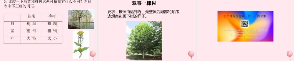 一年级科学上册 植物 2观察一棵植物课件 教科版-教科版小学一年级上册自然科学课件