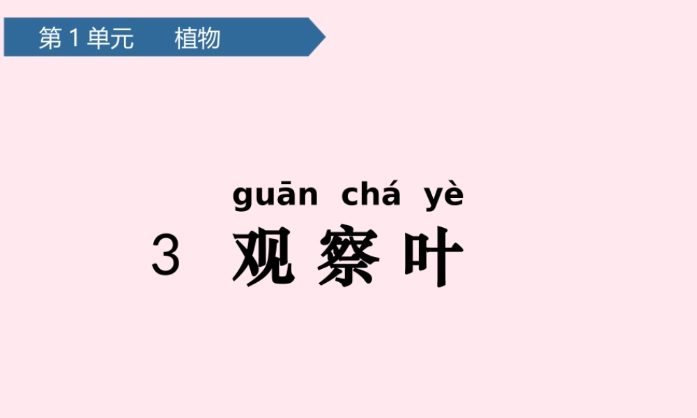 一年级科学上册 植物 3观察叶课件 教科版-教科版小学一年级上册自然科学课件