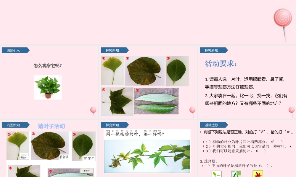 一年级科学上册 植物 3观察叶课件 教科版-教科版小学一年级上册自然科学课件