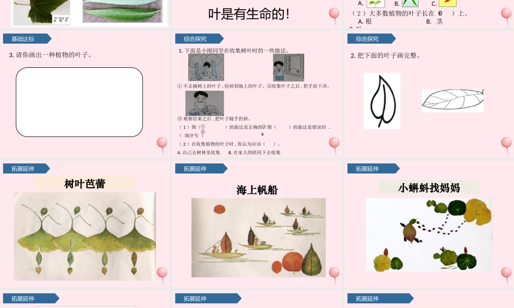 一年级科学上册 植物 3观察叶课件 教科版-教科版小学一年级上册自然科学课件