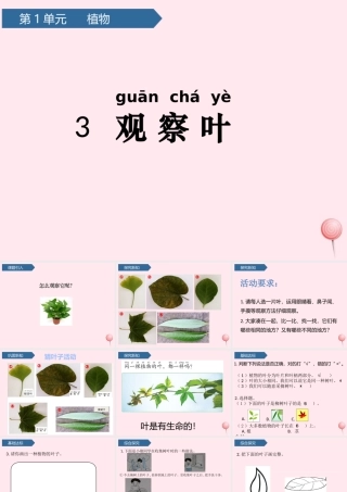 一年级科学上册 植物 3观察叶课件 教科版-教科版小学一年级上册自然科学课件