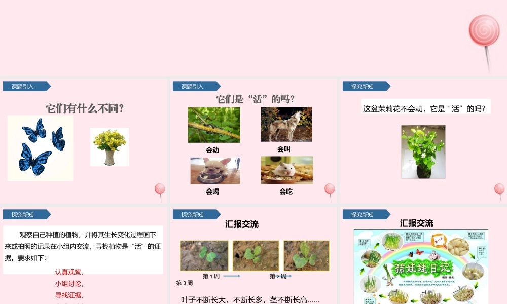 一年级科学上册 植物 5植物是活的吗课件 教科版-教科版小学一年级上册自然科学课件