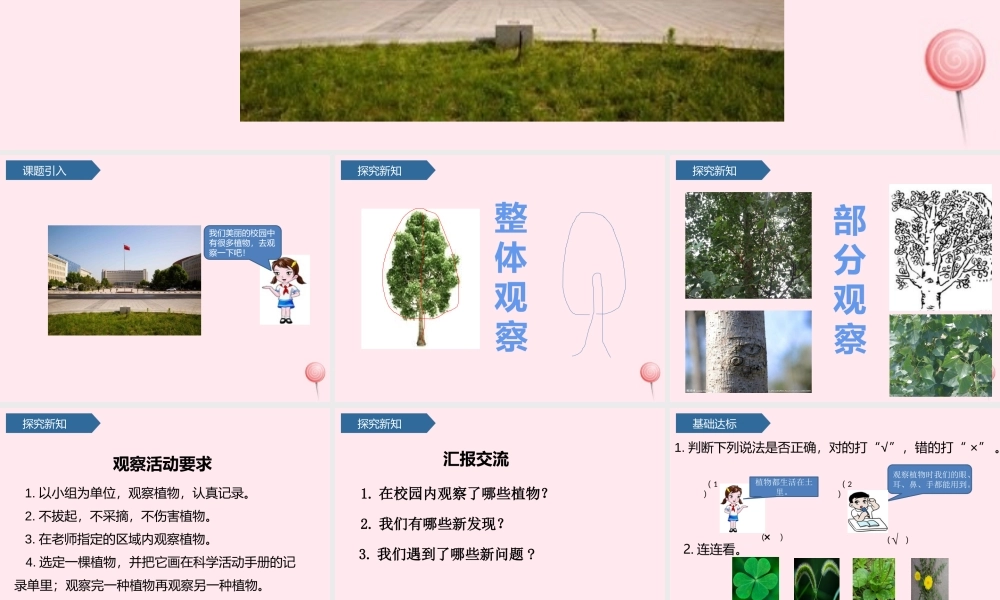 一年级科学上册 植物 6校园里的植物课件 教科版-教科版小学一年级上册自然科学课件