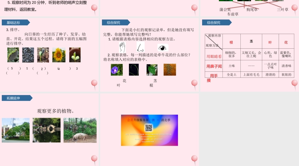 一年级科学上册 植物 6校园里的植物课件 教科版-教科版小学一年级上册自然科学课件