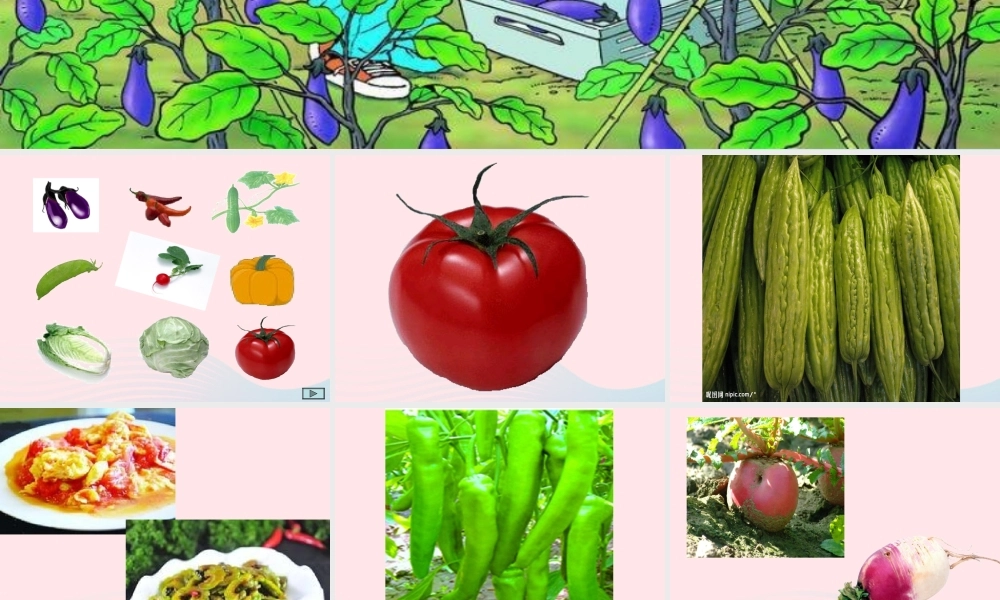 一年级生活与科技下册 2.1《常吃的蔬菜和水果》课件（1） 新人教版-新人教版小学一年级下册自然科学课件