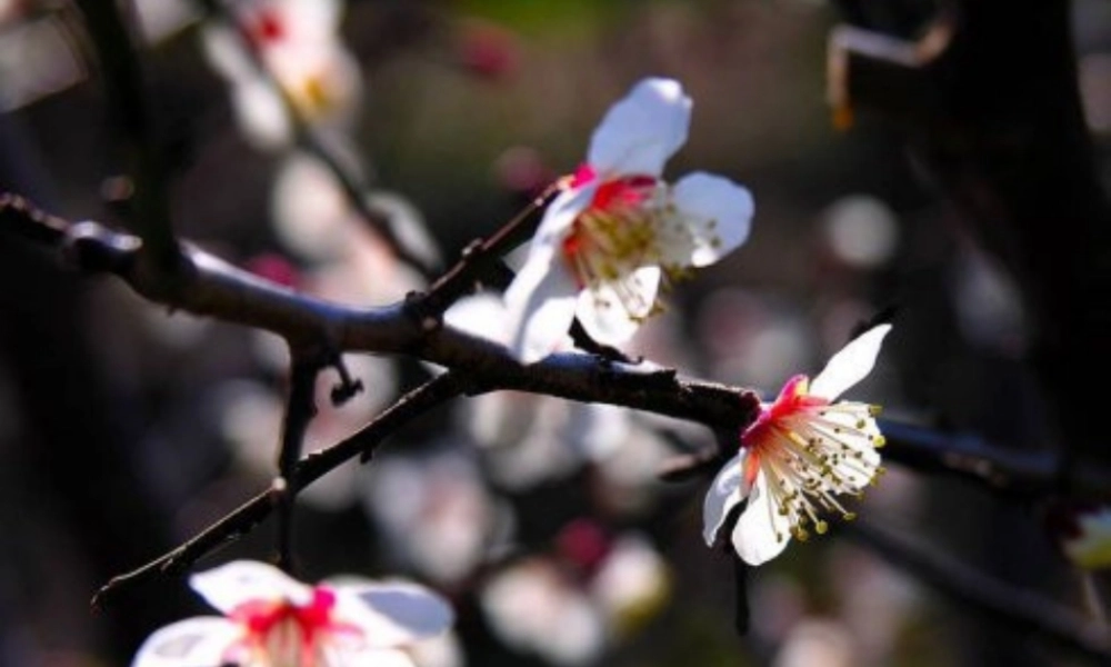 一年级生活与科技下册 2.3《北京的市树和市花》课件 新人教版-新人教版小学一年级下册自然科学课件