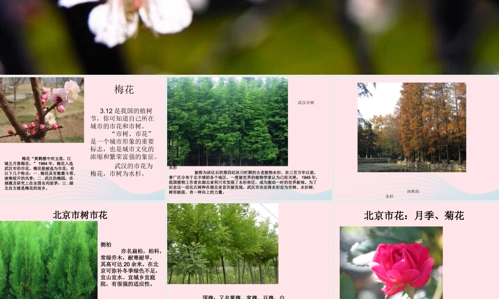 一年级生活与科技下册 2.3《北京的市树和市花》课件 新人教版-新人教版小学一年级下册自然科学课件