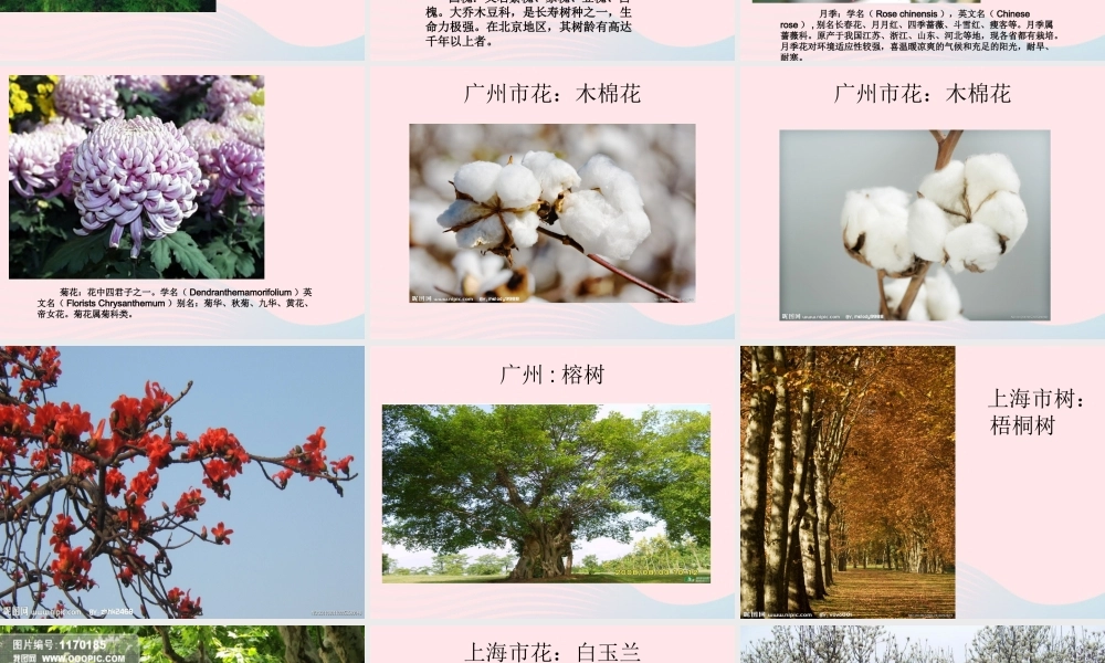 一年级生活与科技下册 2.3《北京的市树和市花》课件 新人教版-新人教版小学一年级下册自然科学课件