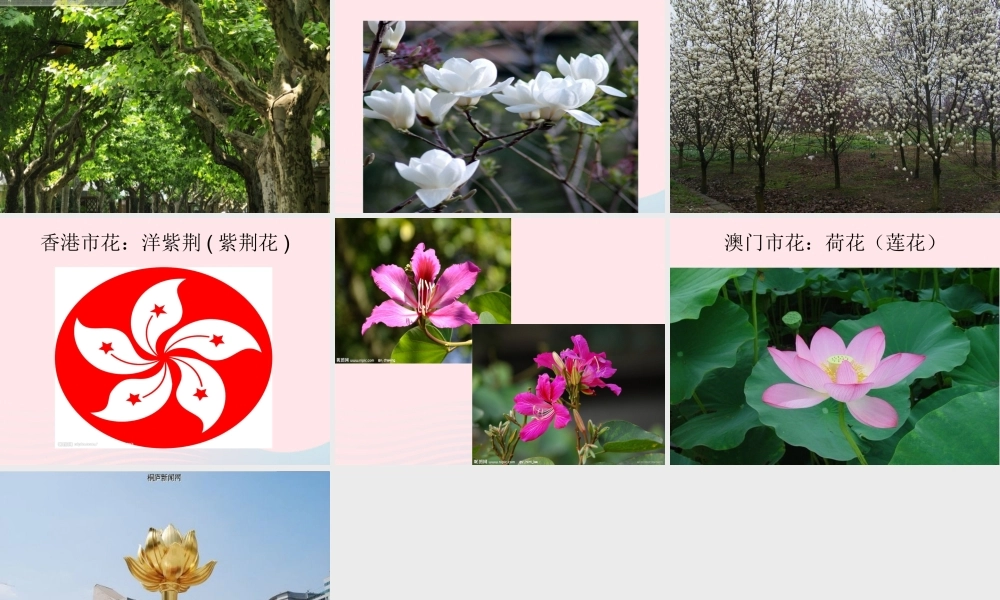 一年级生活与科技下册 2.3《北京的市树和市花》课件 新人教版-新人教版小学一年级下册自然科学课件