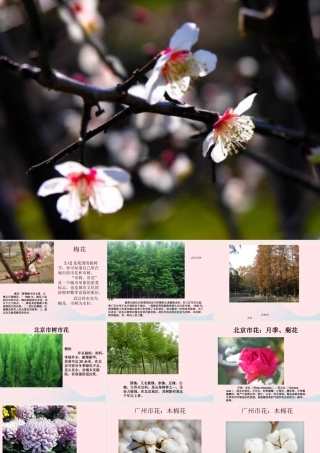 一年级生活与科技下册 2.3《北京的市树和市花》课件 新人教版-新人教版小学一年级下册自然科学课件