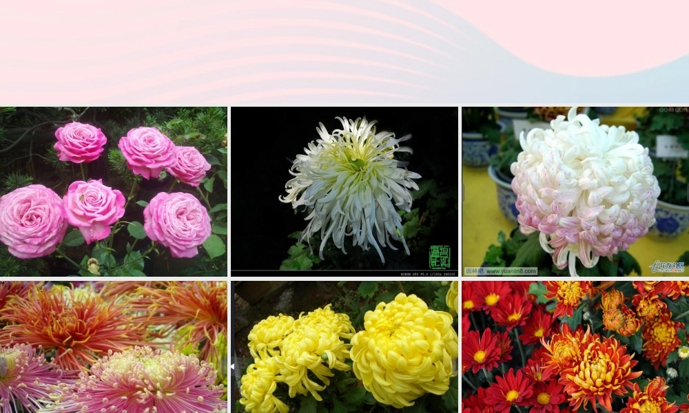 一年级生活与科技下册 2.3《北京的市树和市花》课件（1） 新人教版-新人教版小学一年级下册自然科学课件