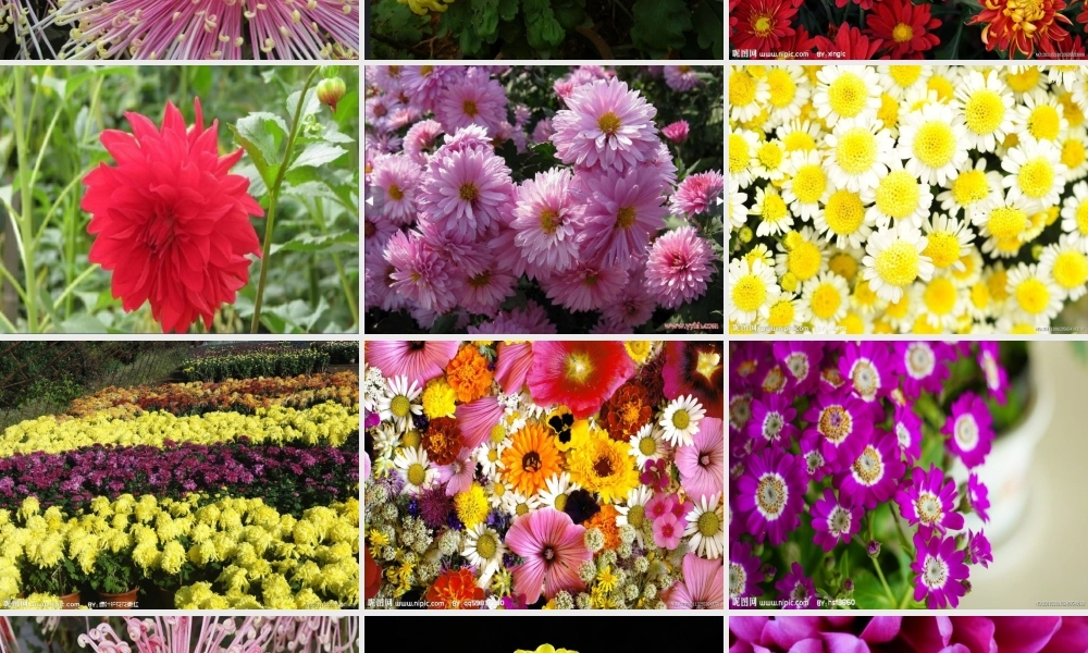 一年级生活与科技下册 2.3《北京的市树和市花》课件（1） 新人教版-新人教版小学一年级下册自然科学课件