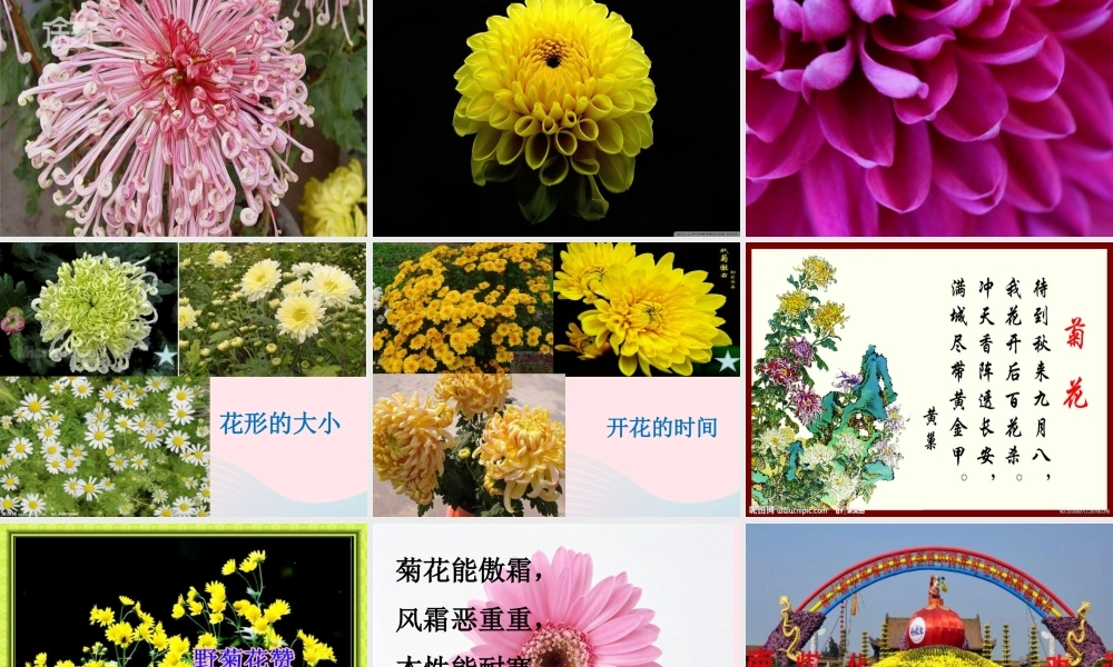 一年级生活与科技下册 2.3《北京的市树和市花》课件（1） 新人教版-新人教版小学一年级下册自然科学课件