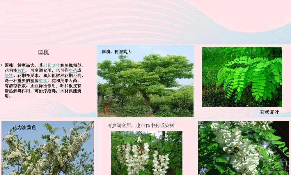 一年级生活与科技下册 2.3《北京的市树和市花》课件（2） 新人教版-新人教版小学一年级下册自然科学课件