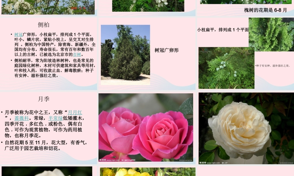 一年级生活与科技下册 2.3《北京的市树和市花》课件（2） 新人教版-新人教版小学一年级下册自然科学课件