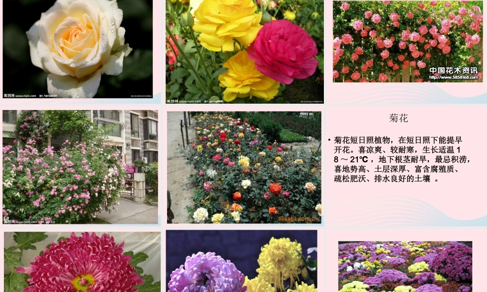 一年级生活与科技下册 2.3《北京的市树和市花》课件（2） 新人教版-新人教版小学一年级下册自然科学课件