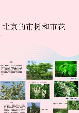 一年级生活与科技下册 2.3《北京的市树和市花》课件（2） 新人教版-新人教版小学一年级下册自然科学课件