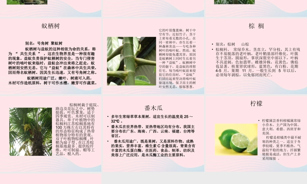 一年级生活与科技下册 2.4《参观植物园》课件 新人教版-新人教版小学一年级下册自然科学课件