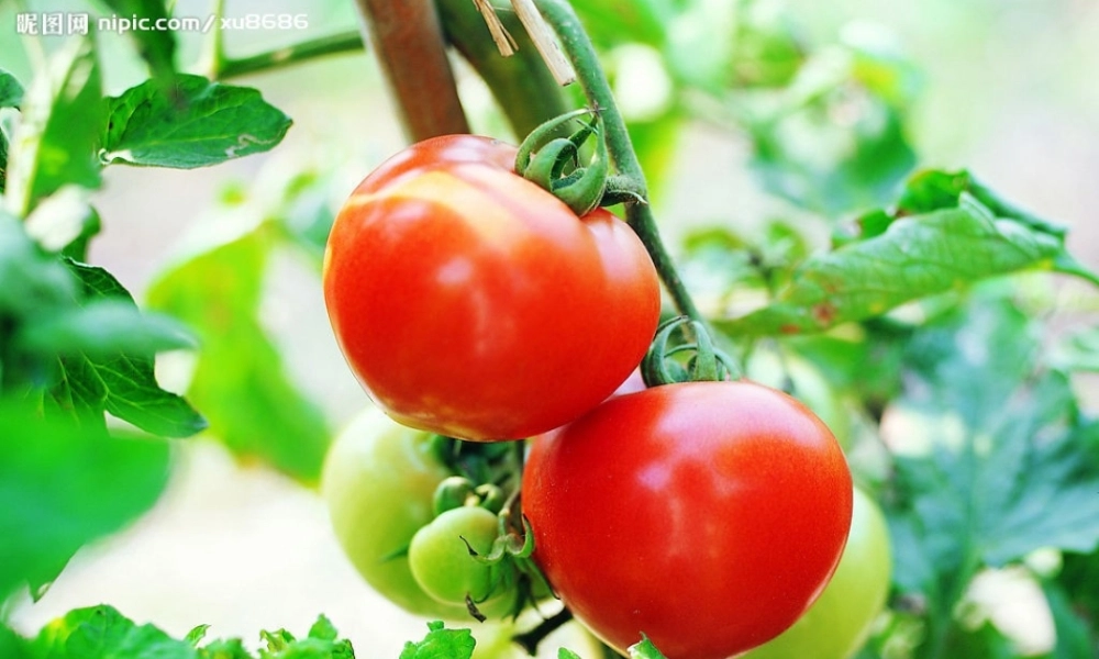 一年级生活与科技下册 3.1《各种各样的食物》课件（1） 新人教版-新人教版小学一年级下册自然科学课件