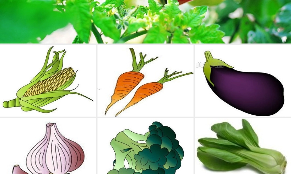 一年级生活与科技下册 3.1《各种各样的食物》课件（1） 新人教版-新人教版小学一年级下册自然科学课件