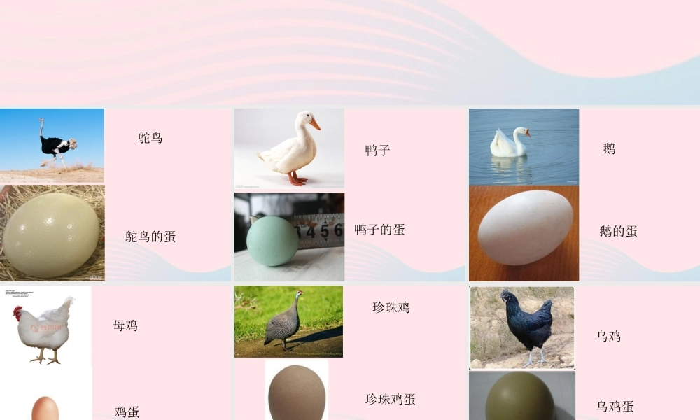 一年级生活与科技下册 3.3《神奇的蛋》课件（2） 新人教版-新人教级下册自然科学课件