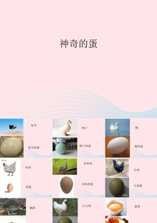 一年级生活与科技下册 3.3《神奇的蛋》课件（2） 新人教版-新人教级下册自然科学课件