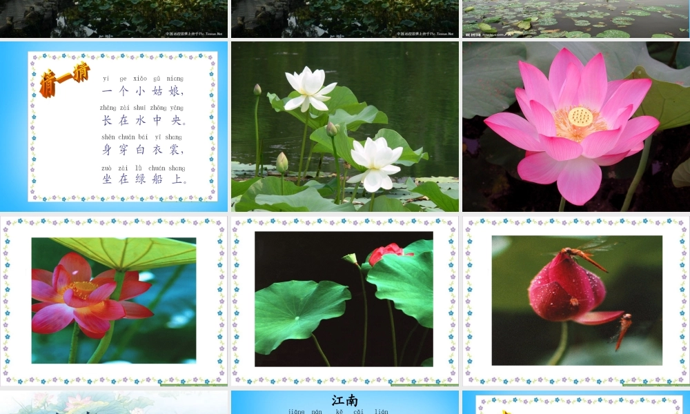 一年级语文上册《江南》课件1 苏教版-苏教版小学一年级上册语文课件