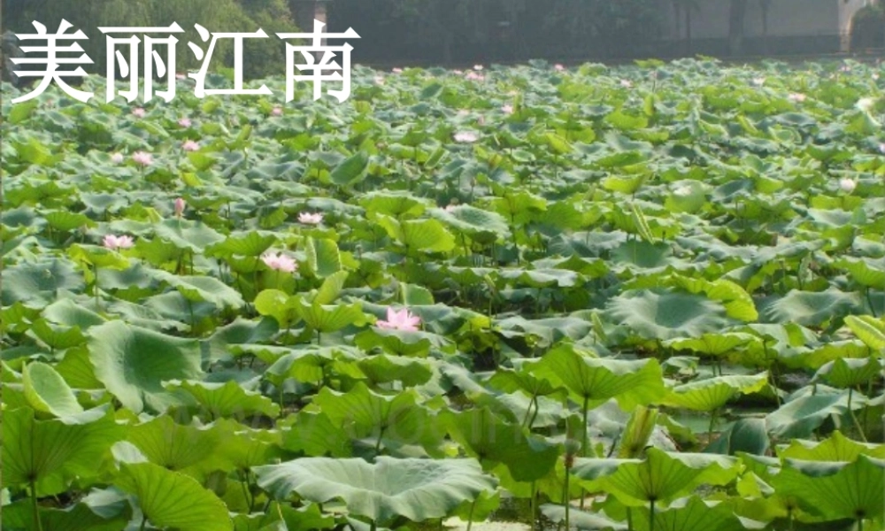 一年级语文上册《江南》课件2 苏教版-苏教版小学一年级上册语文课件