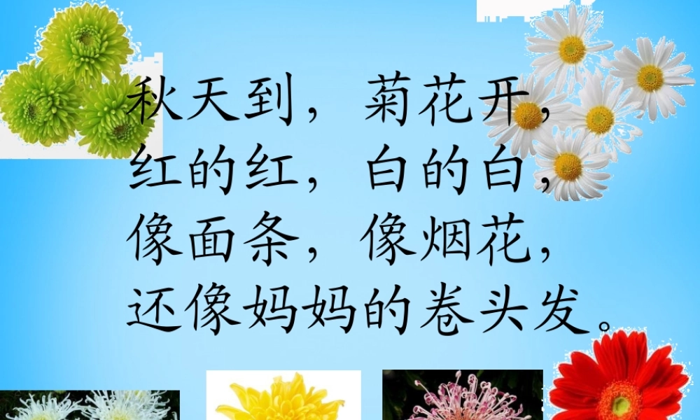 一年级语文上册《看菊花》课件1 苏教版-苏教版小学一年级上册语文课件