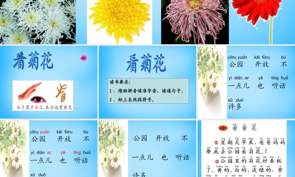 一年级语文上册《看菊花》课件1 苏教版-苏教版小学一年级上册语文课件