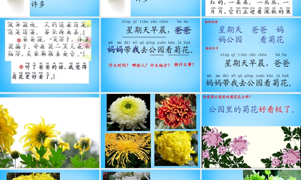 一年级语文上册《看菊花》课件1 苏教版-苏教版小学一年级上册语文课件