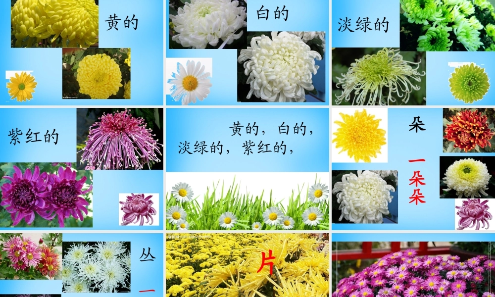 一年级语文上册《看菊花》课件1 苏教版-苏教版小学一年级上册语文课件