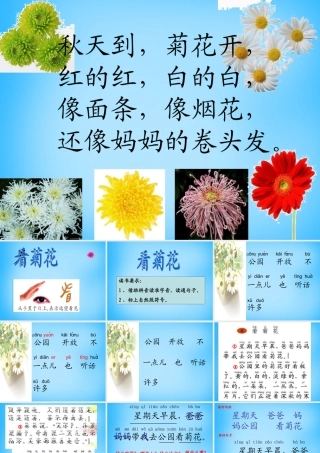 一年级语文上册《看菊花》课件1 苏教版-苏教版小学一年级上册语文课件