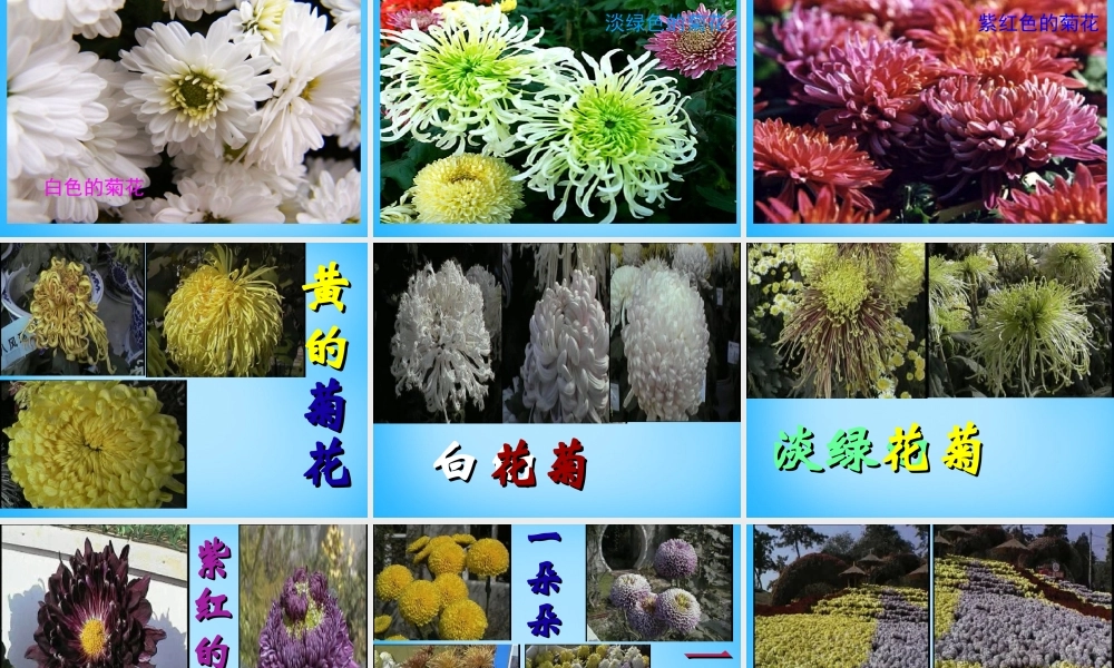 一年级语文上册《看菊花》课件3 苏教版-苏教版小学一年级上册语文课件