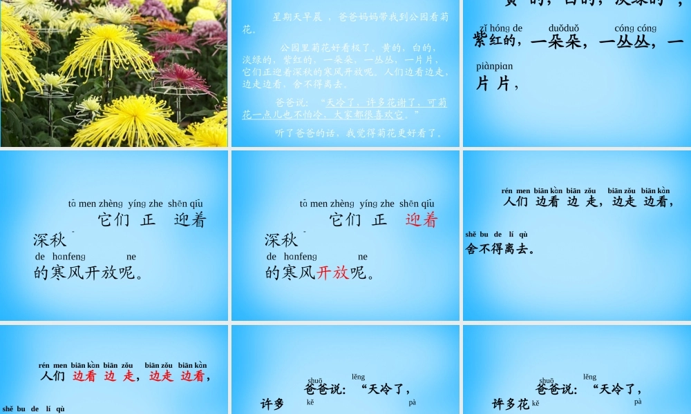 一年级语文上册《看菊花》课件4 苏教版-苏教版小学一年级上册语文课件