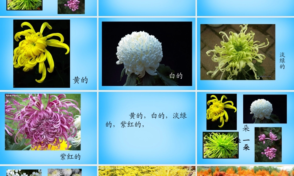 一年级语文上册《看菊花》课件5 苏教版-苏教版小学一年级上册语文课件