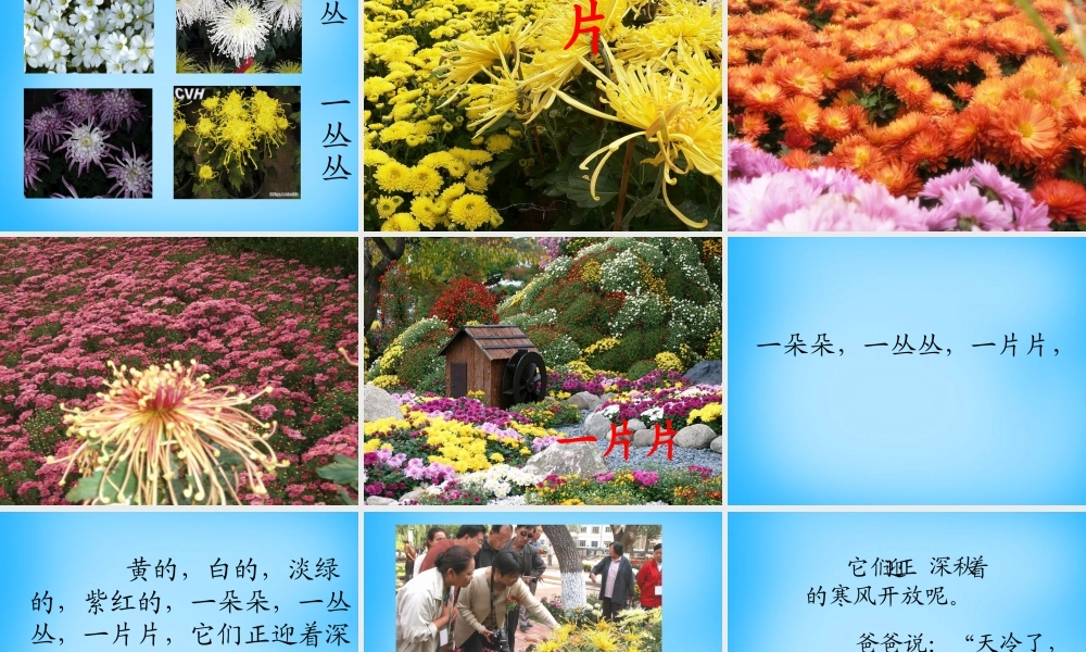 一年级语文上册《看菊花》课件5 苏教版-苏教版小学一年级上册语文课件