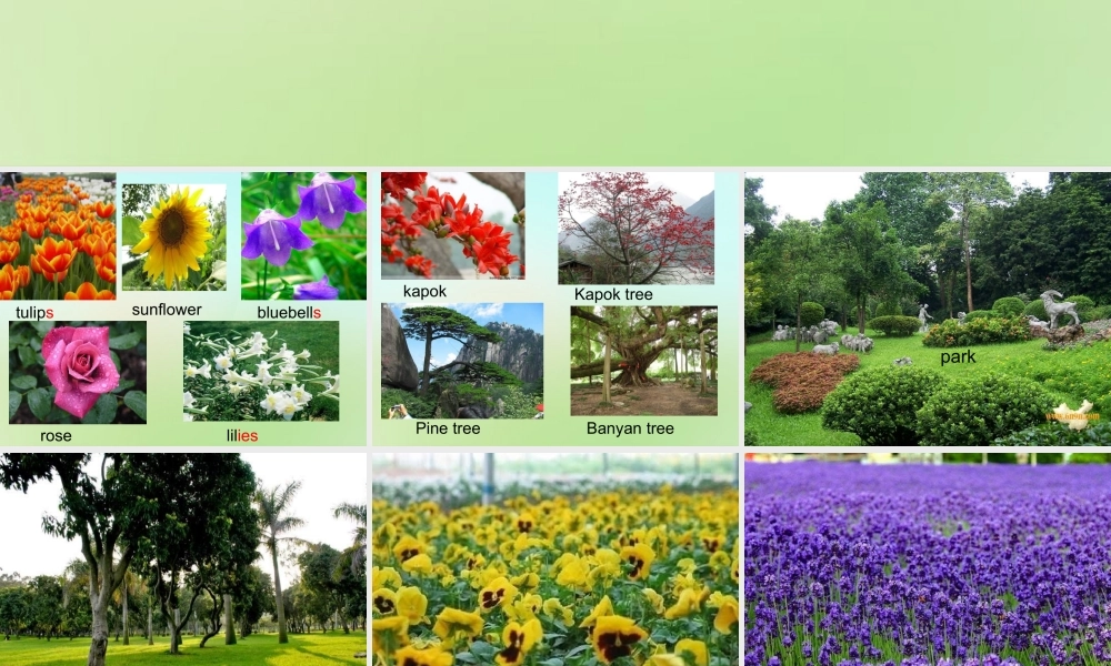 五年级英语上册《Module 3 Unit 8 We Mustn’t Pick the Flowers》课件1 广州版广州版小学五年级上册英语课件