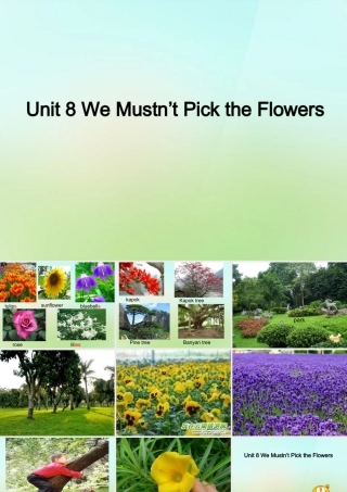 五年级英语上册《Module 3 Unit 8 We Mustn’t Pick the Flowers》课件1 广州版广州版小学五年级上册英语课件