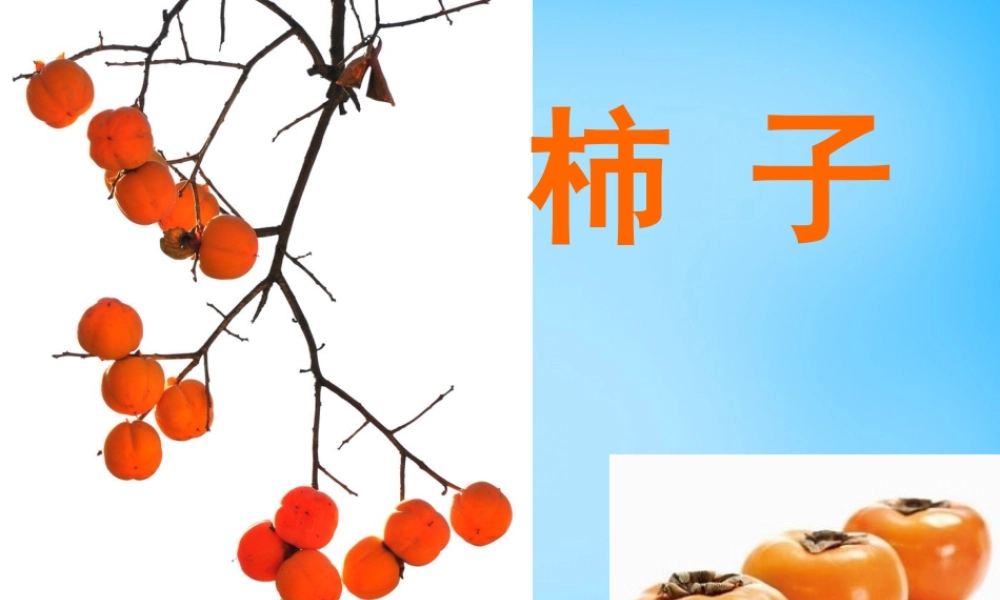 一年级语文上册《柿子》课件1 语文A版-语文A版小学一年级上册语文课件