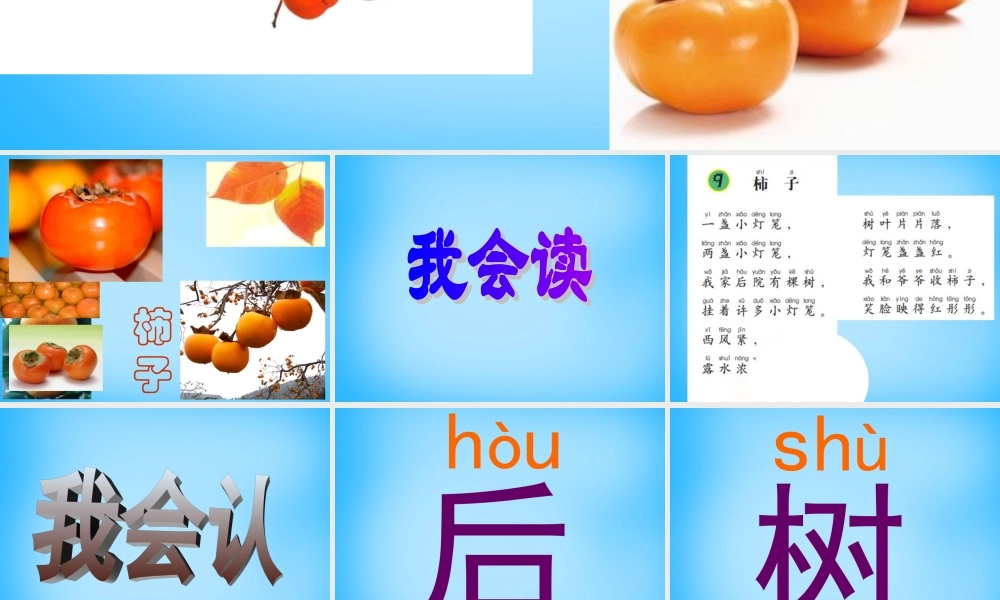 一年级语文上册《柿子》课件1 语文A版-语文A版小学一年级上册语文课件