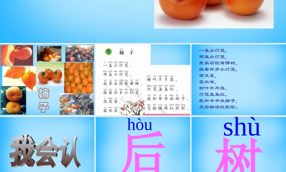 一年级语文上册《柿子》课件2 语文A版-语文A版小学一年级上册语文课件