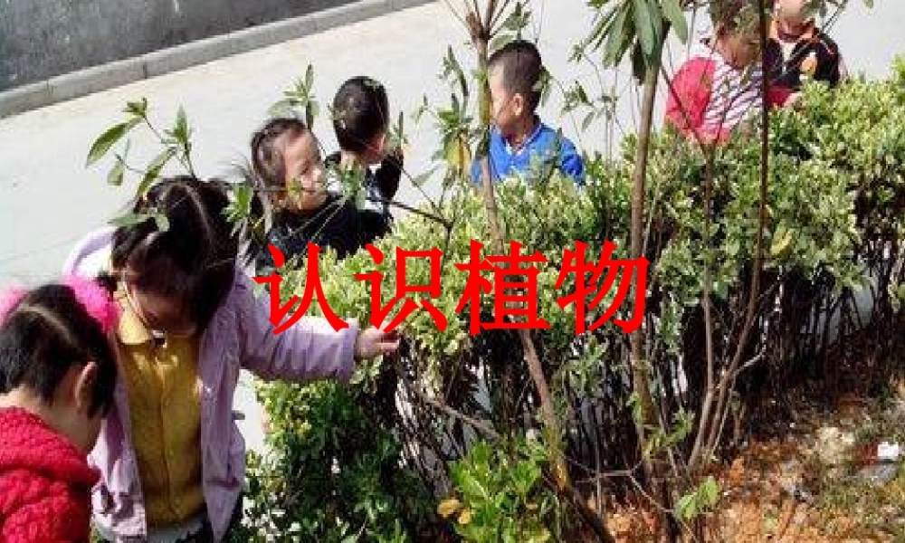 一年级科学上册 第5课 认识植物课件 冀教版-冀教版小学一年级上册自然科学课件